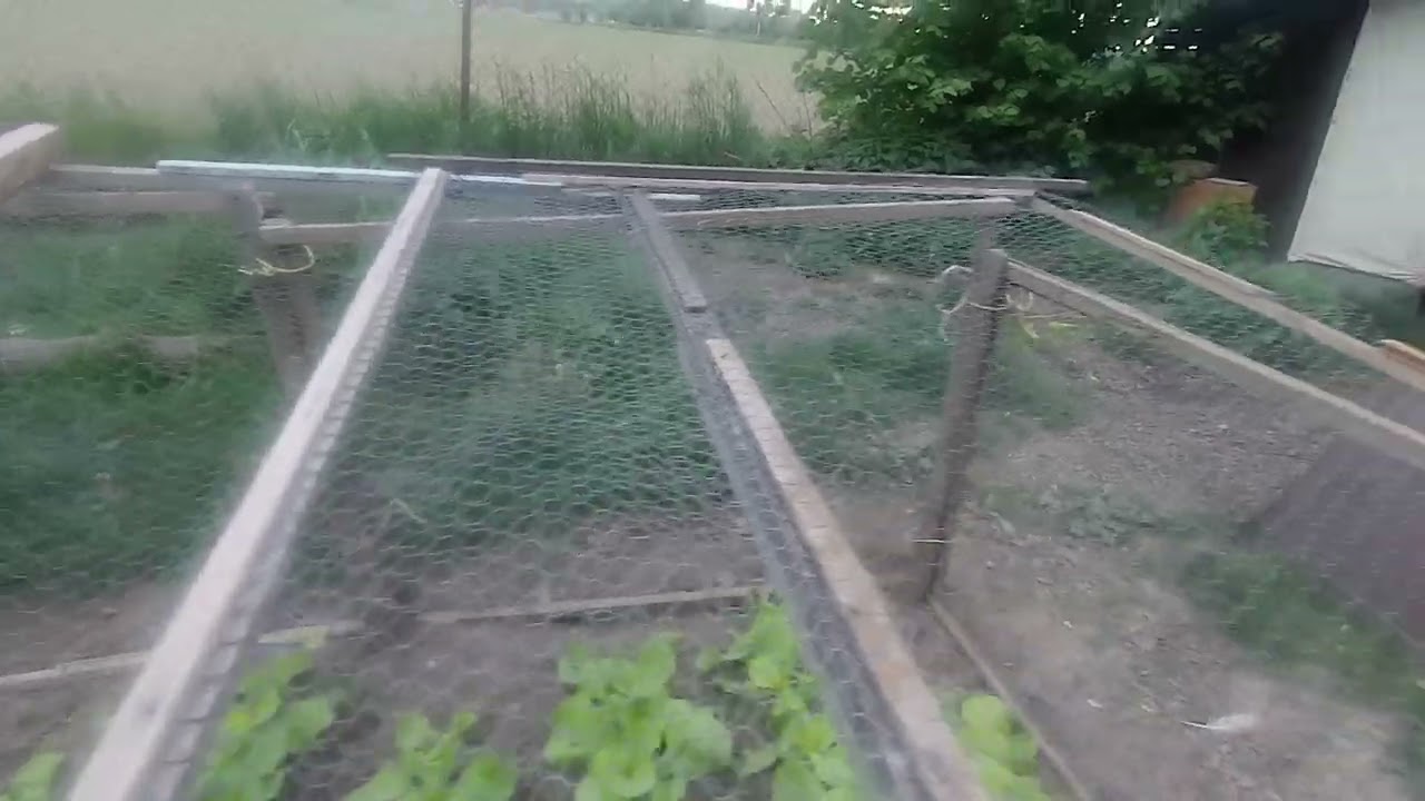 Salát hlávkuje - 2 967 video - 5. 5. 2025. - 20240918 152558