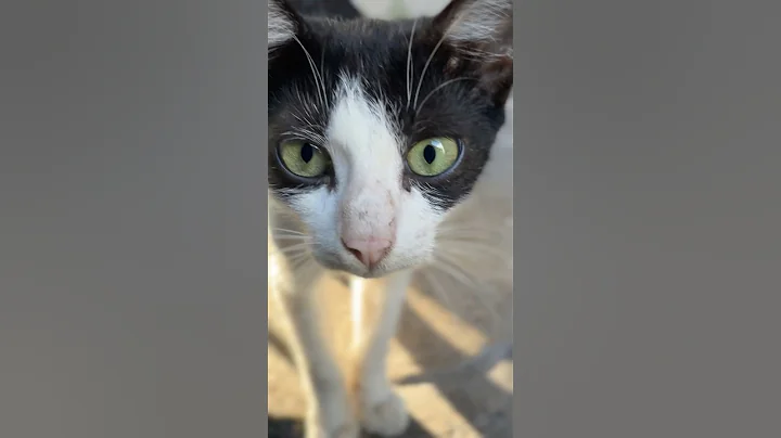 Video 10450611: kitty cat animal cutecat, cat dog kitty, funny cats dogs