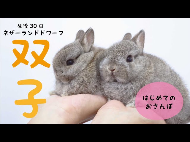 双子！生後30日の子うさぎ『ネザーランドドワーフ』 - YouTube