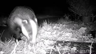 A year of garden trail cam - Badgers & a couple of foxes