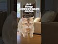 【Cat meme】Avoid THIS common mistake to prevent your smartphone battery from DYING rapidly!