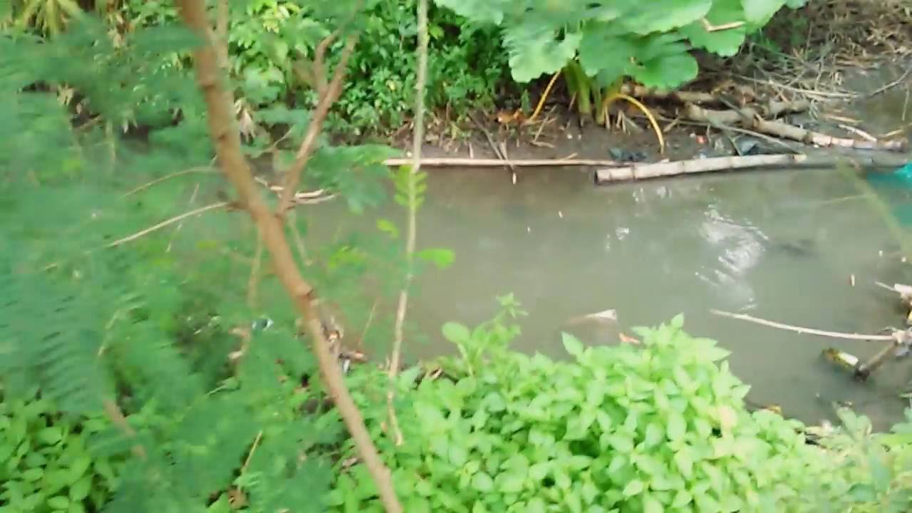 Cara cepat dan mudah mendapatkan ikan yang banyak YouTube Cara cepat dan mudah mendapatkan ikan yang banyak YouTube