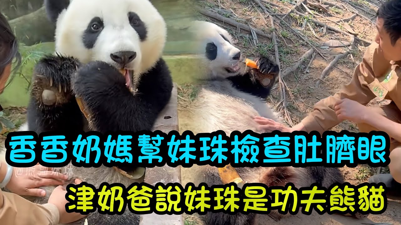 香香奶媽幫妹珠檢查肚臍眼，妹珠一巴掌打了香香一下，津奶爸摸摸妹珠的小肚子 #panda #cutepanda #熊貓妹珠 #熊貓妹豬