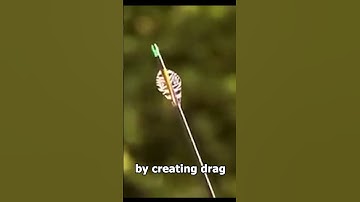Why Arrows Have Feathers At The End 🏹#shorts #reels