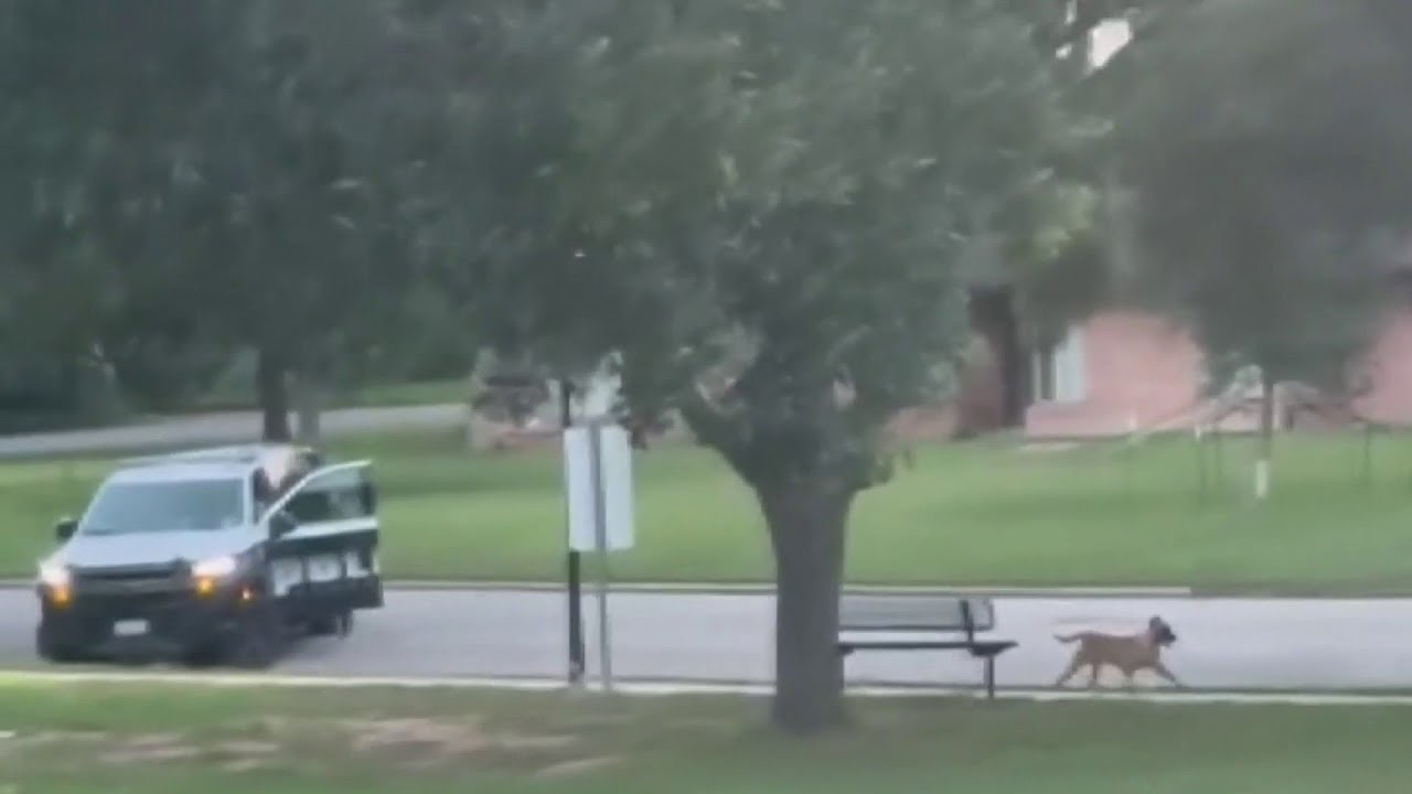 Brookshire Police Officer Under Investigation After Shooting Dog - YouTube