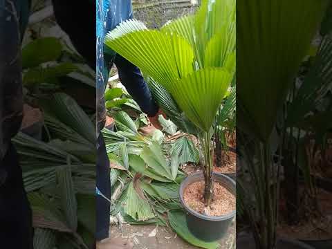 Video: Tanaman Palm Spindle - Pelajari Tentang Kondisi Tumbuh Palm Spindle