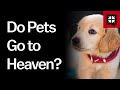 Do Pets Go to Heaven?
