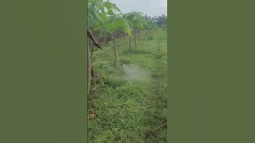 smart technique to eradicate weed pests just by spraying herbicide #shorts