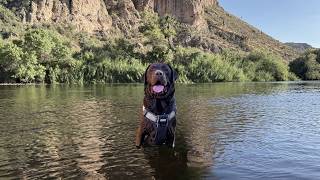 LABRADOR GOES ON SWIMMING ADVENTURE WITH HIS BEST FRIEND!!