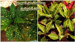 معلومات مهمه عن نبات الكروتون Codiaeum variegatum pictum