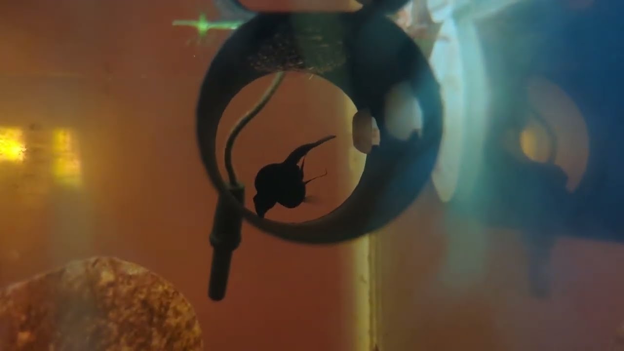 Betta persephone spawning