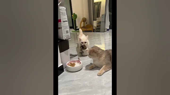 Watch the video about Poor baby #cat #funnycat #pets #cute #cutecat #kitten #meow #funnycats #funny