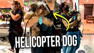 Excited Dog Shaking Itself Like a Helicopter Once It Saw Its Owner