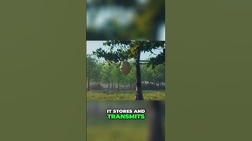 DNA: Proof of Intelligent Design? The Ultimate Code