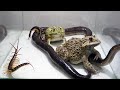 Baby bullfrog daddy bullfrog black snake centipede