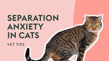 How Can I Help My Cat’s Separation Anxiety? | Vet Tips