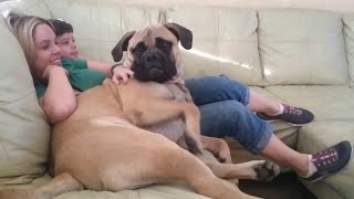 Big Dogs Who Think They're Lap Dogs