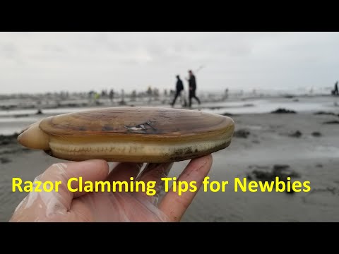 Comment Dig Razor Clams