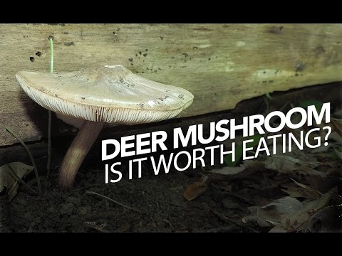 Video: Wat zijn hertenpaddestoelen - Hertenpaddestoelen in het landschap identificeren