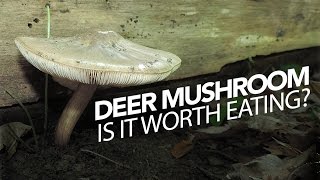 Deer Mushroom — Edible, But Is It Worth Eating?