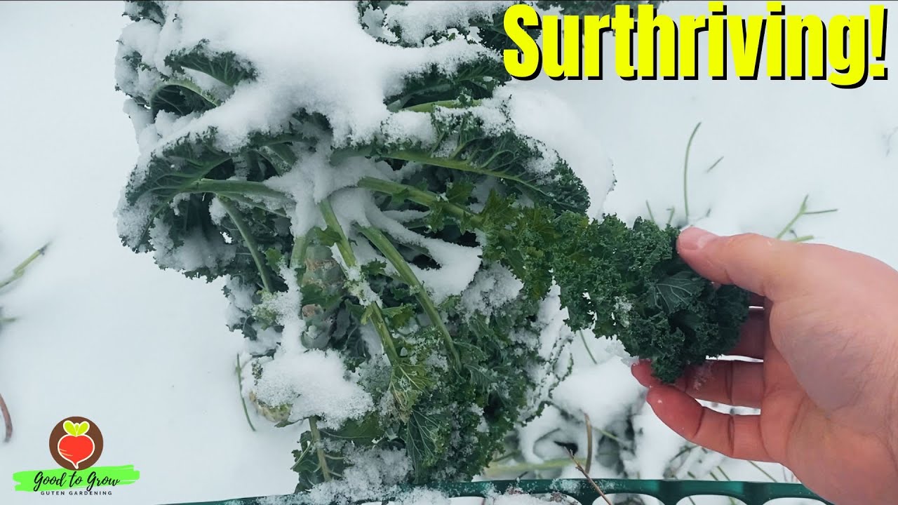 Почему крестоцветные процветают в холоде (когда другие растения не могут!)