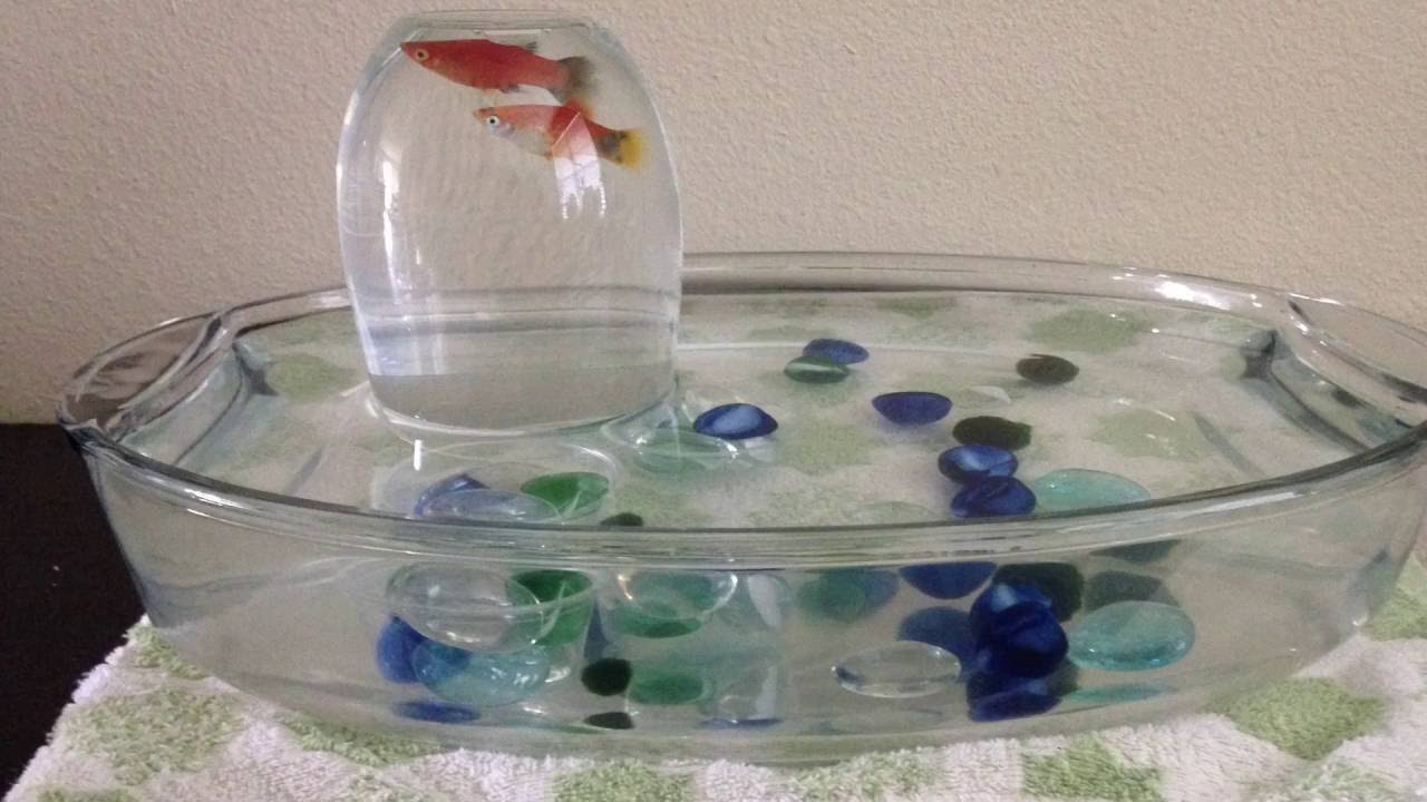 Mickey Mouse Platy Fish Tower (Please Read Description Below)! 