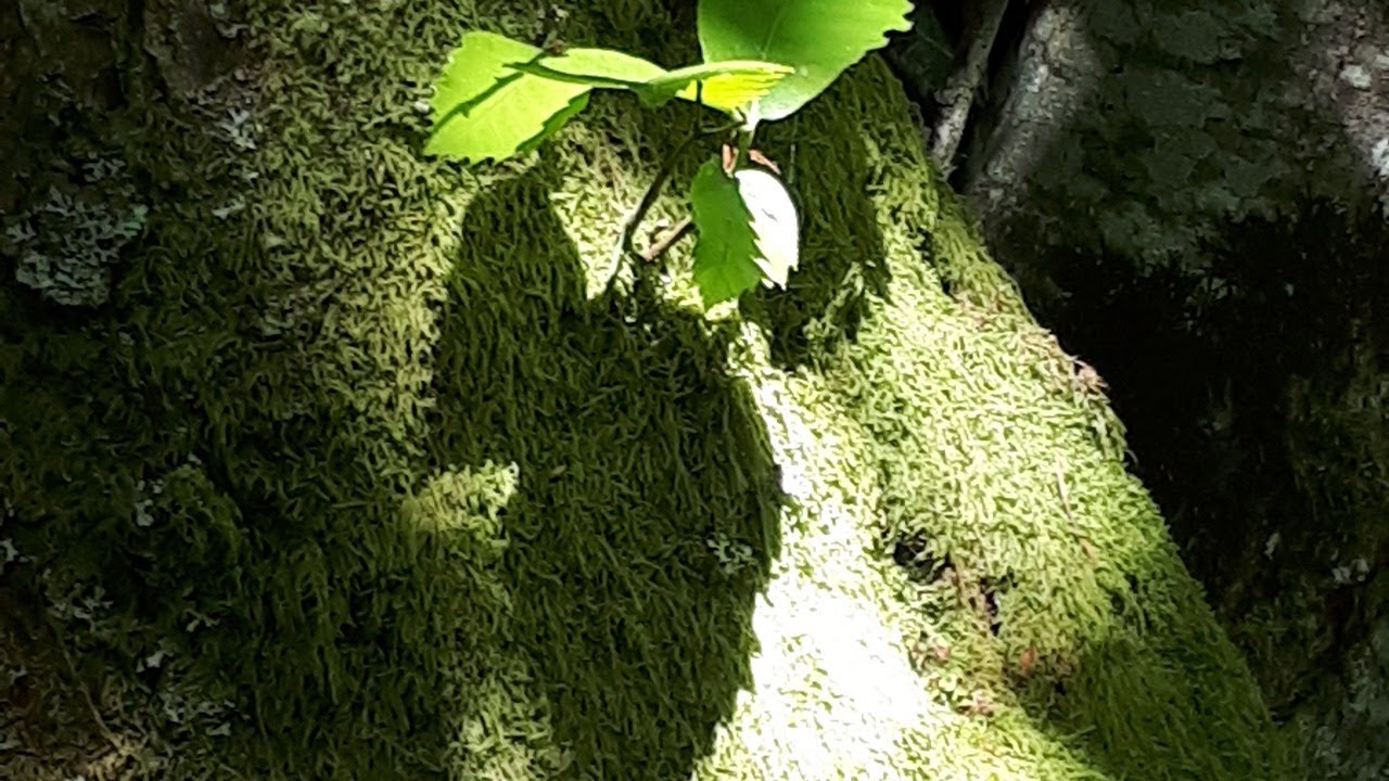 Immersive Meditation Music LIVE streamed. Ambient Music to relax Mind and Body, Find the Inner Self auf YouTube ansehen