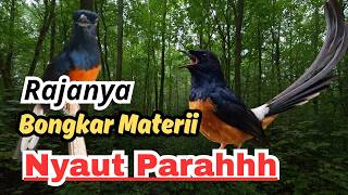 RAHASIA ISIAN BERAGAM! Masteran Murai Batu Terbaru dengan Koleksi Suara untuk Latihan Harian