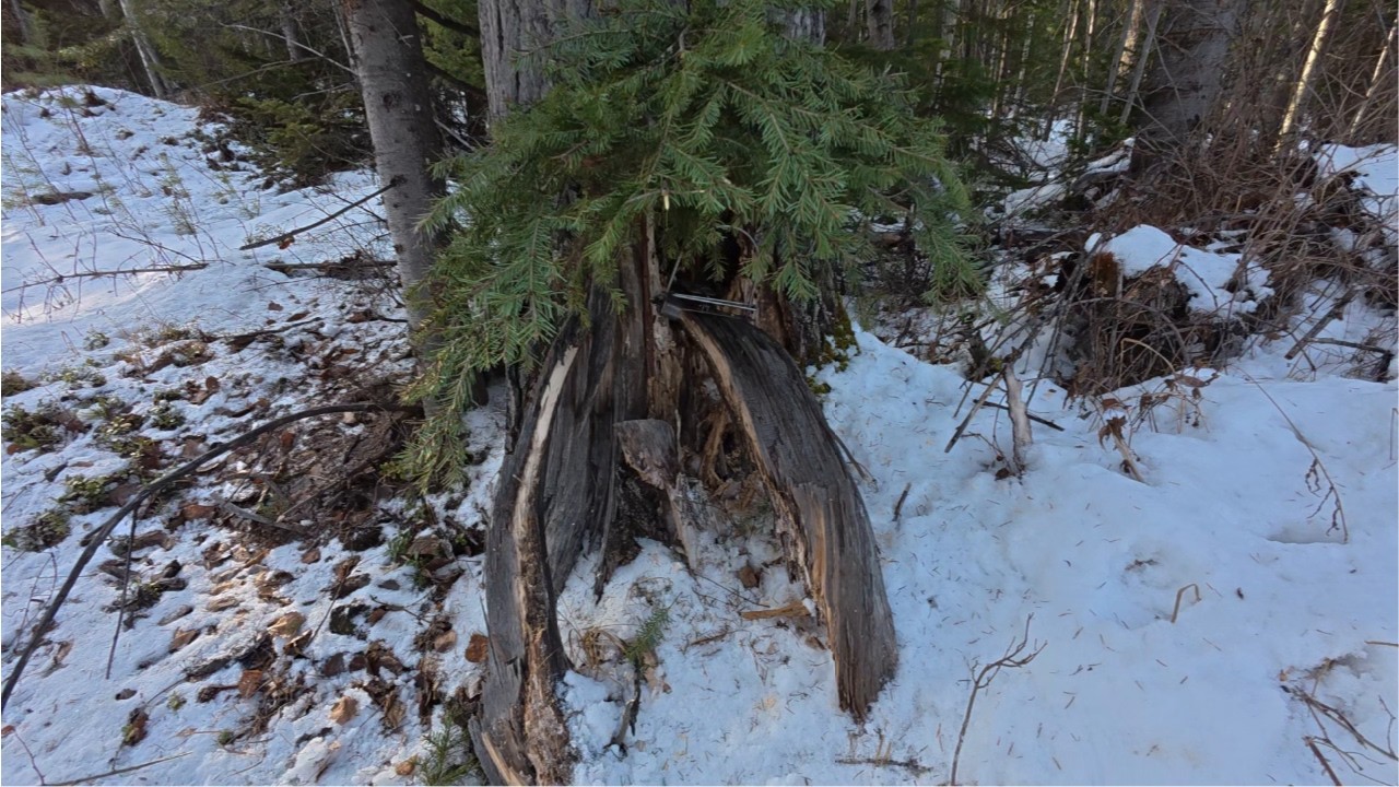 Проверка путиков. Погода сложная. Техника не идет. Соболь есть.