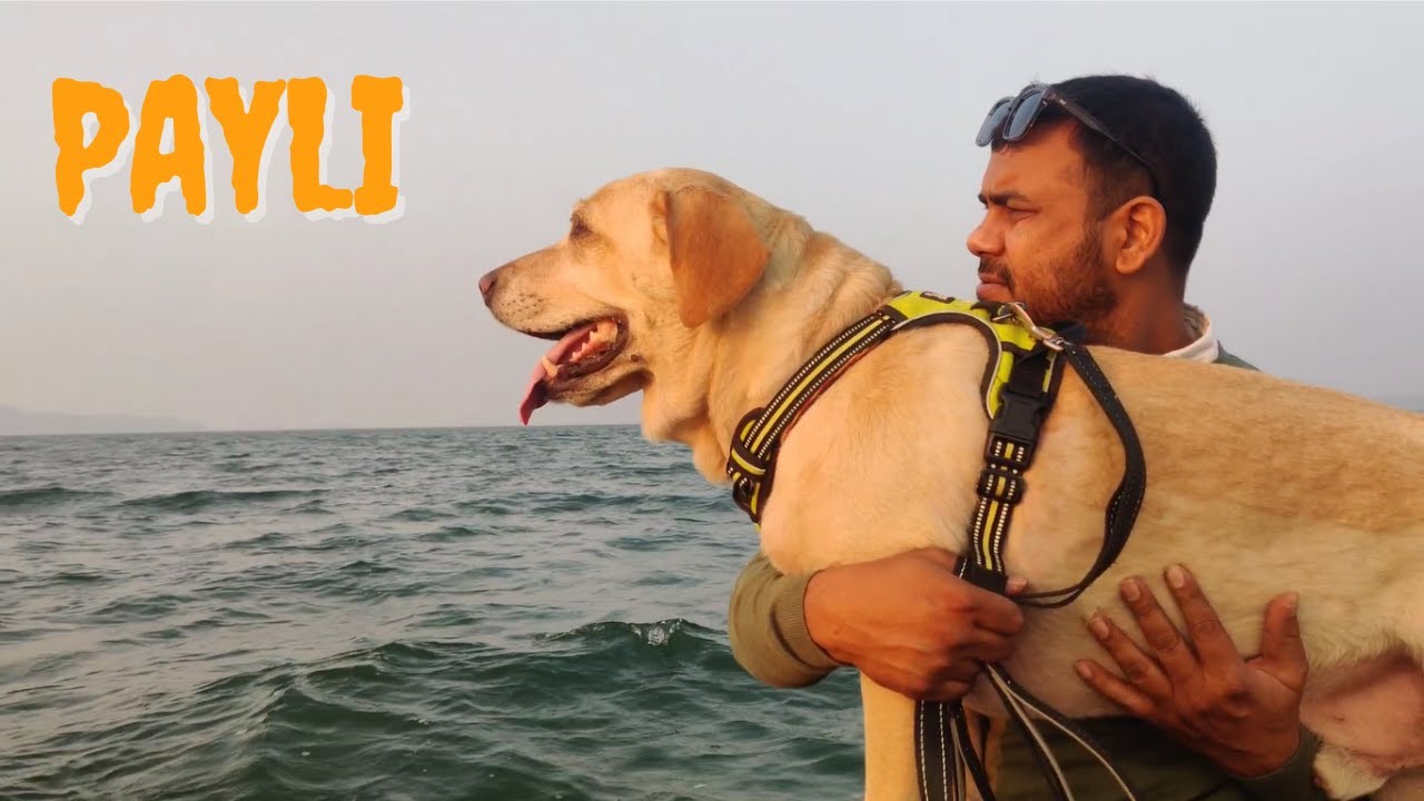 Payli | Jabalpur | VLOG # 225 | Romeo Labrador | Life with Romeo Labrador