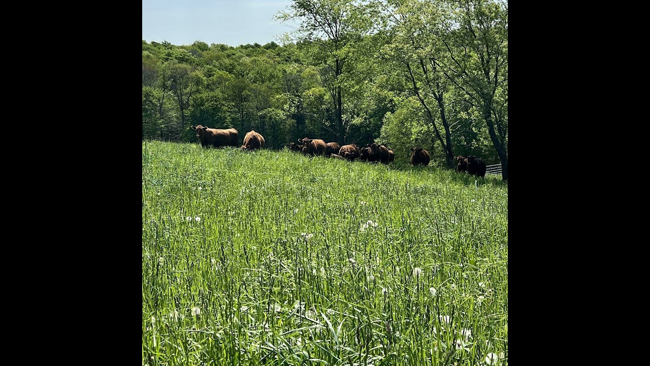 S4E9: Q&A with the Forage Team! (Part 2)