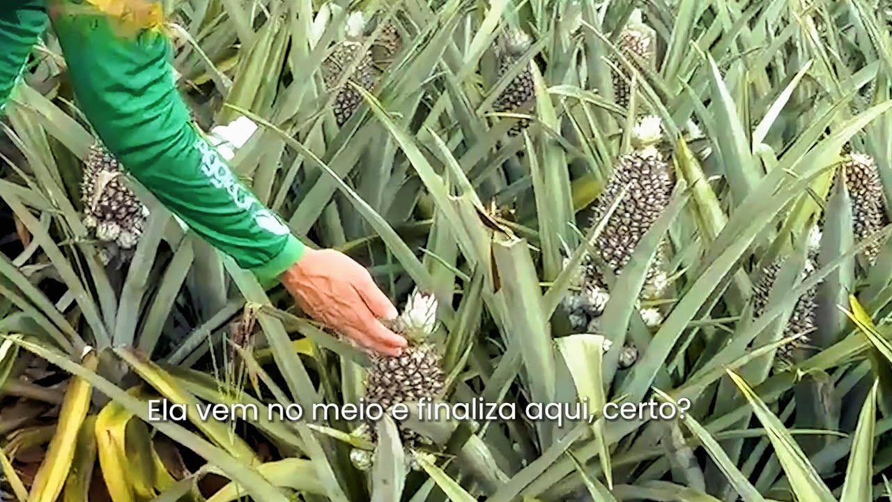 🚜 Fabinho no Campo: A Evolução dos Frutos com a Força da AggroOn em Alagoas 🍍🌱