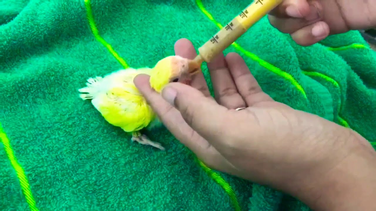 NEW PEACH FACE LUTINO LOVEBIRD 
