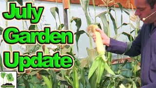 UK Here We Grow. Allotment Garden Plot Tour July 2017