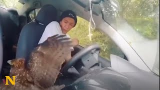 Wounded eagle flew into the right persons car ❤️