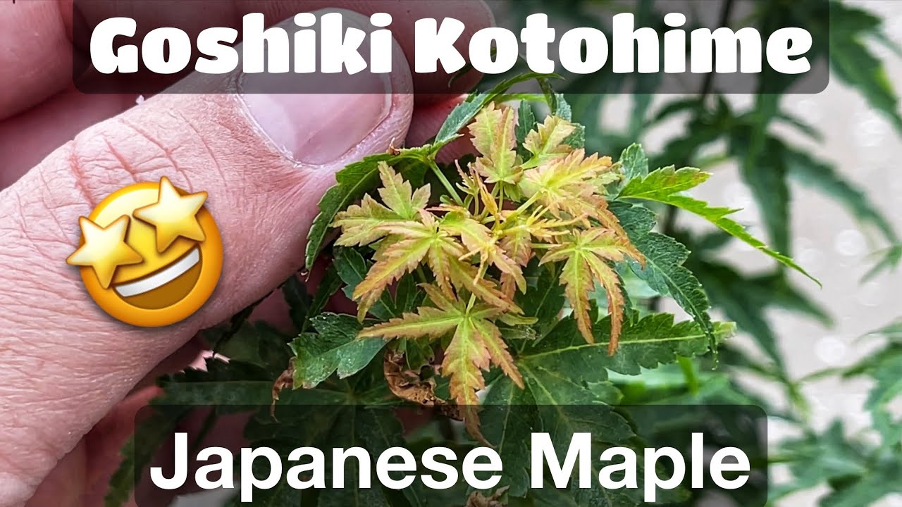 Acer Palmatum Goshiki Kotohime Japanese Maple