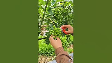 "Grape Fruit Pruning 🍇 | How to Get More & Better Grapes!" #fruit #grape #satisfying #pruning