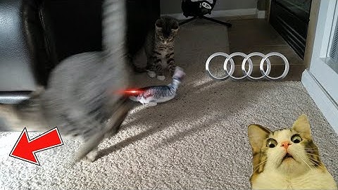 Cute Kitties Test Out Motion Activated Flippity Fish 😿 🐟 😹 🐟