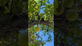 Spring Blossom and Juicy Sweet Apples #anime #adventureexploring #food #biryani #adventurediaries