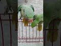 #parrotsound #petmarket #ringnack #ringnack #greenparrot #पहाड़ी #aquarium #fishtank #kanhaiyasir
