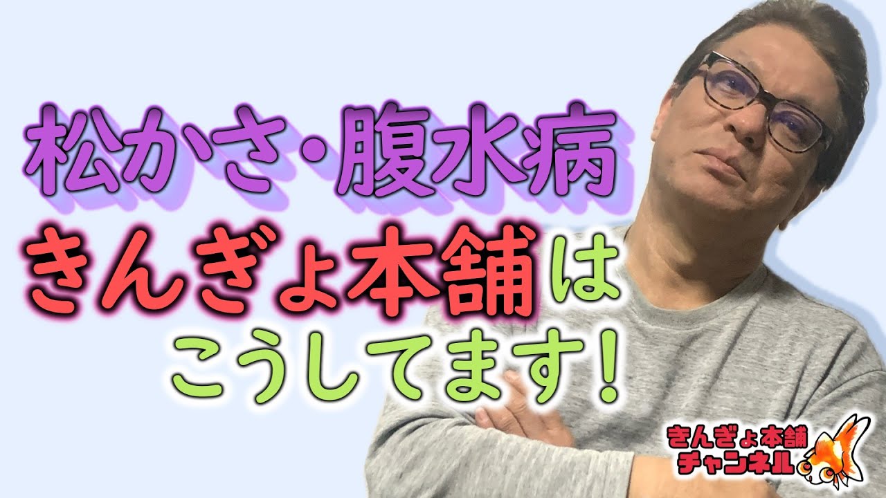 【必見】松かさ病・腹水病　きんぎょ本舗流の対処法教えます！