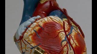 Heart Health And COVID-19 - Part 2