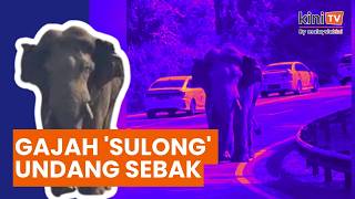 Gajah 'Sulong' berjalan jauh dengan kaki luka undang sebak