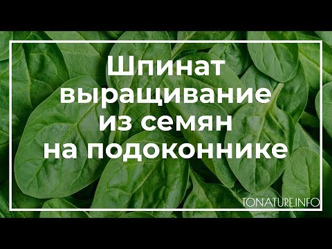 Шпинат выращивание из семян на подоконнике | toNature.Info