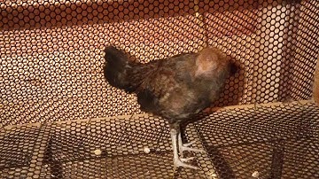 me nyuam qaib qus 100% (2019)