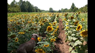 Growing Sunflowers with Chipmunks