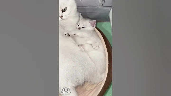 Video 11147891: scottish fold cat kitten, scottish fold mother cat, lovely scottish fold cat, scottishfold kittens cat