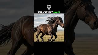 How Smart Are Horses? 🐴🧠 | The Amazing Intelligence of Horses