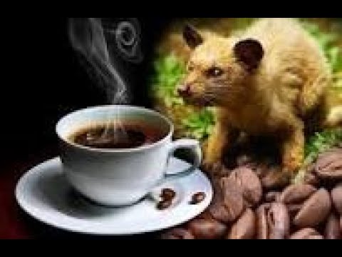 САМЫЙ ДОРОГОЙ КОФЕ В МИРЕ . Кофе Лювак (Kopi Luwak)