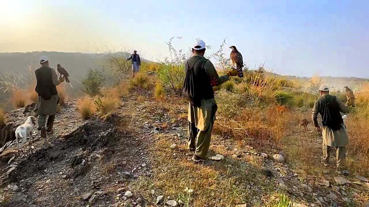 latest partridge hunting in winter season with black eagle | Ep 214